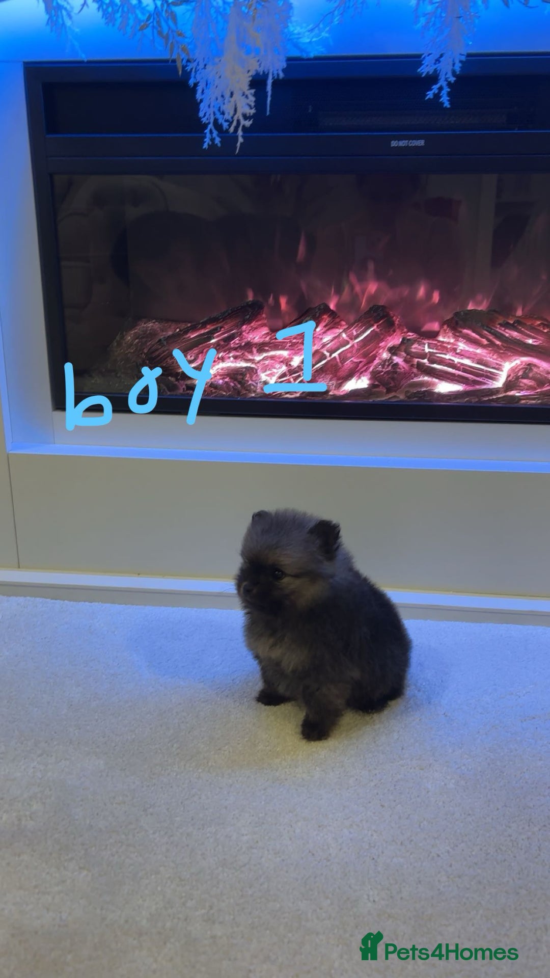 Pomeranian dogs for sale: Tiny Pomeranian puppys - Image 10