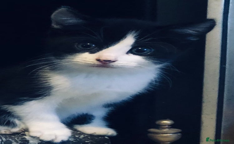 Mixed Breed cats - Advert 13
