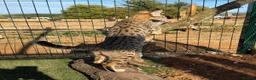 Savannah cats for sale: F5 SBT SNOW & BST SAVANNAHS KITTENS - Advert 6