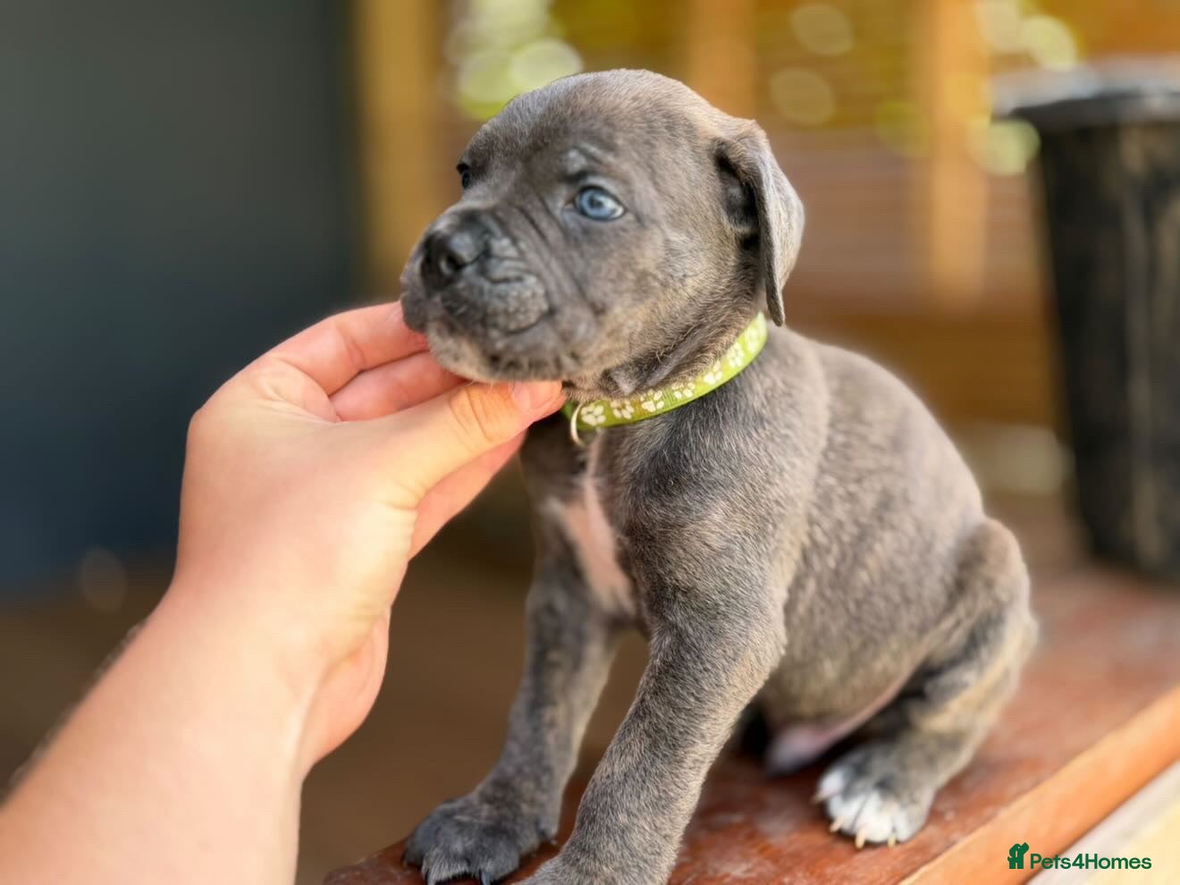 Cane Corso dogs Stunning cane corso 🐶 - Advert 1