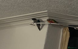 Conures birds for sale: Pair of conures 1 male 1 female  - Image 7