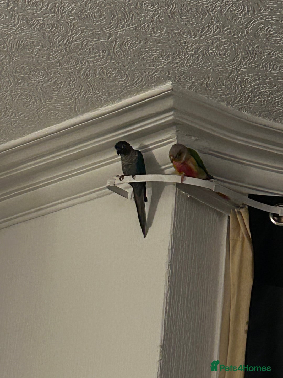 Conures birds for sale: Pair of conures 1 male 1 female  - Image 7