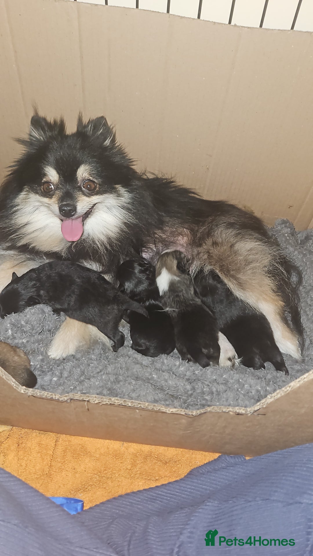 Pomeranian dogs for sale: Pomeranian pups - Image 7