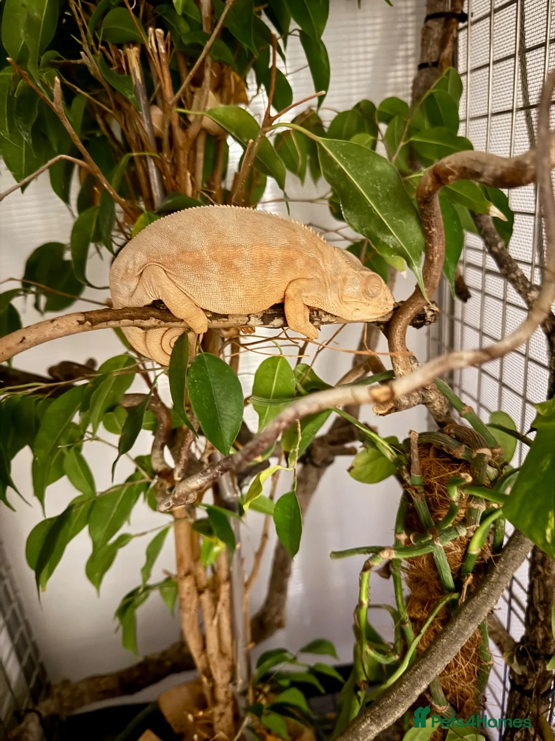 Chameleon reptiles for sale: Home-bred Panther Chameleon Babies for Sale - Advert 12