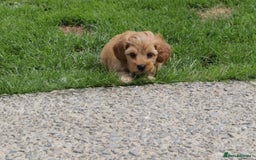 Cockapoo dogs for sale: Beautiful Cockapoo puppies for sale - Image 21