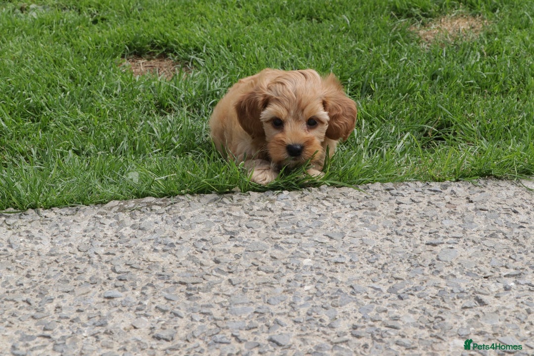 Cockapoo dogs for sale: Beautiful Cockapoo puppies for sale - Image 21