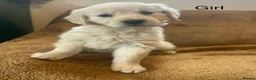 Golden Retriever dogs for sale: KC Registered Golden Retriever Puppies - Advert 3