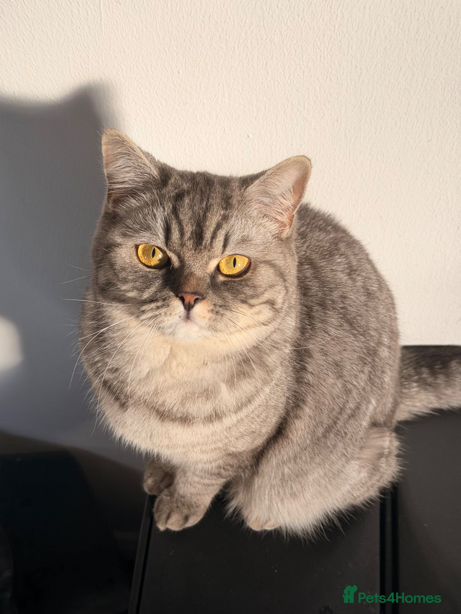 British Shorthair cats British Shorthair Cat for Sale - Advert 2
