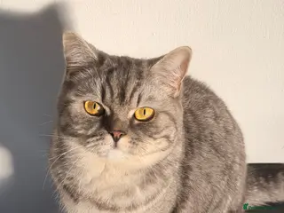 British Shorthair cats British Shorthair Cat for Sale - Advert 2