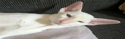 Siamese cats for sale: Red Point Siamese kitten for sale. in Widnes - Advert 7