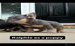 French Bulldog dogs for stud: Tiny lilac and tan stud £300 - Image 11