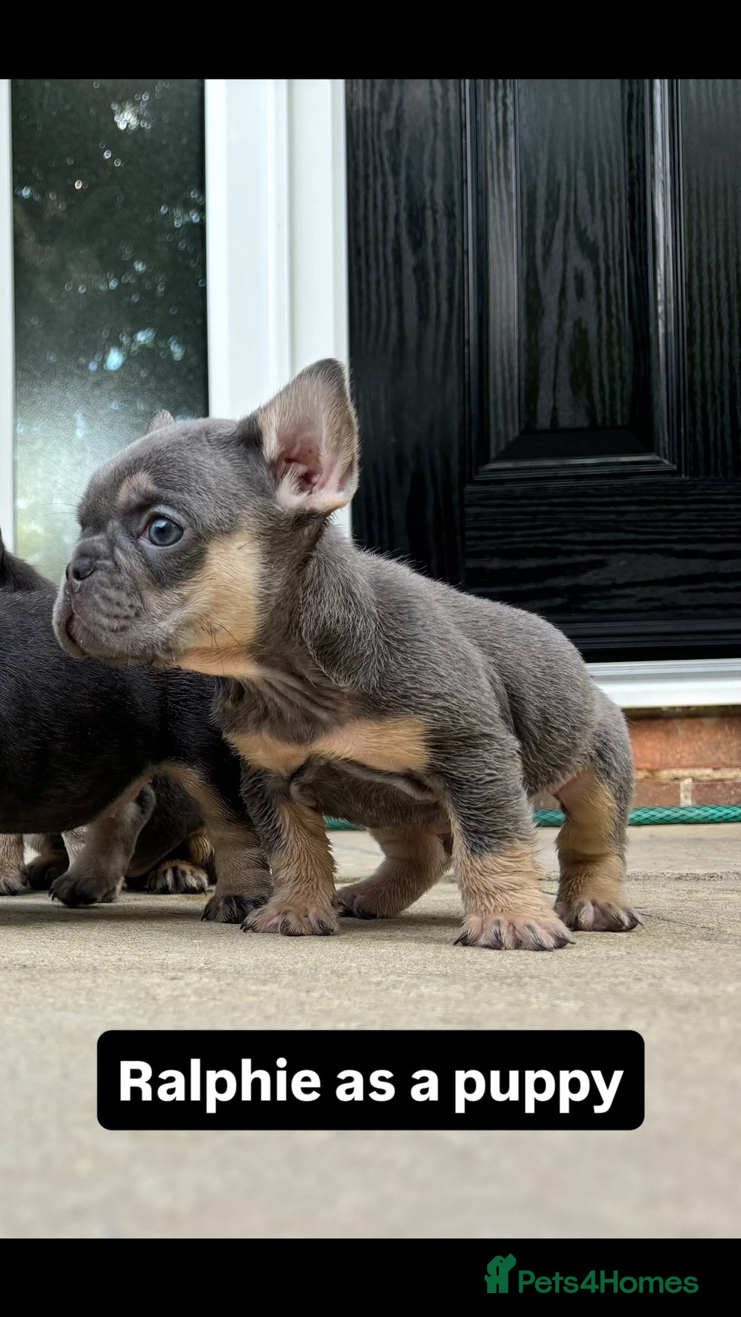 French Bulldog dogs for stud: Tiny lilac and tan stud £300 - Image 11