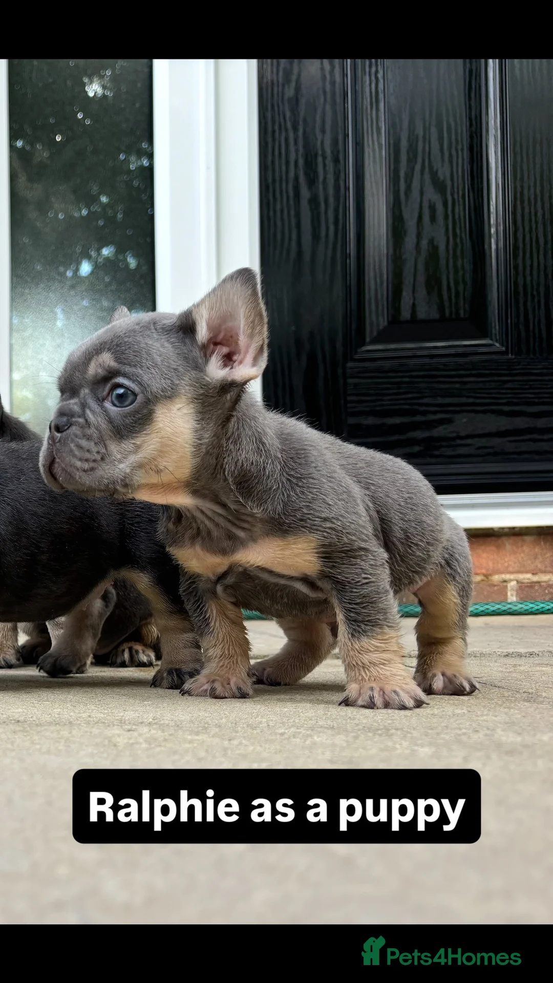 French Bulldog dogs for stud: Tiny lilac and tan stud available - Advert 11