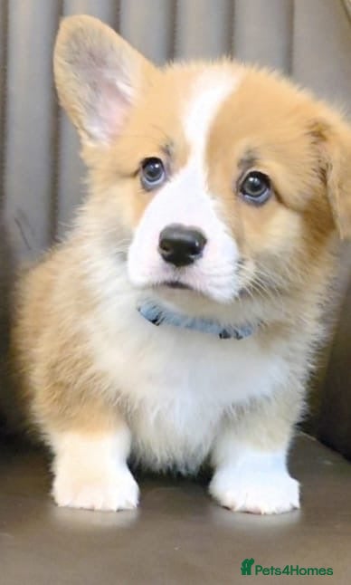 Welsh Corgi Pembroke dogs KC registered boys - Advert 1
