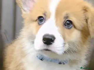 Welsh Corgi Pembroke dogs KC registered boys - Advert 1