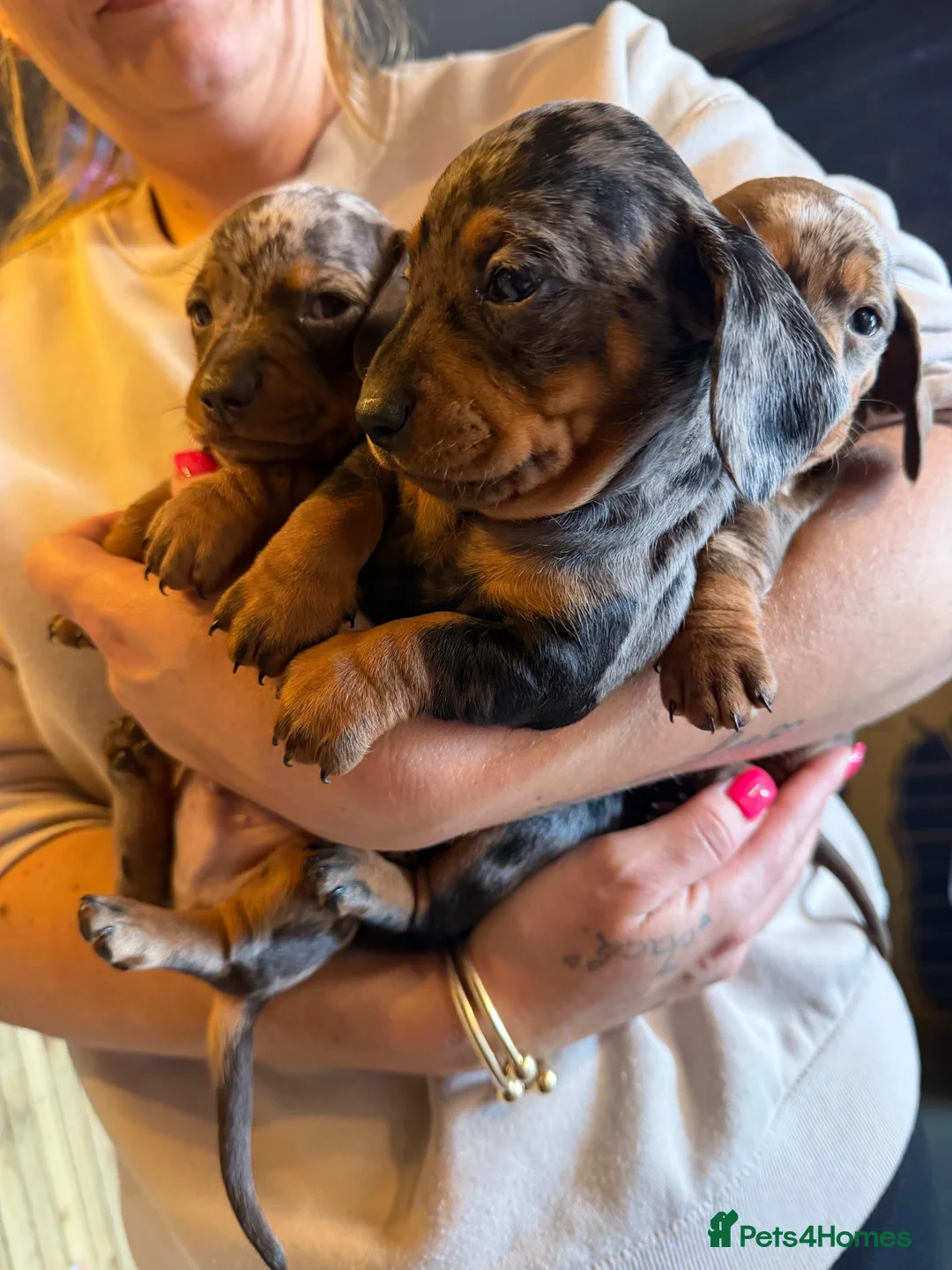 Miniature Dachshund dogs for sale: Miniature dachshund puppy’s  in Bournemouth - Advert 16