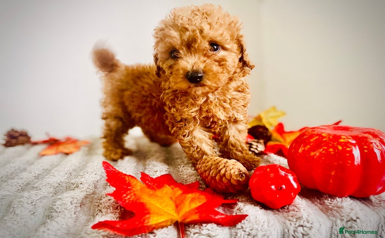 Maltipoo dogs - Advert 3