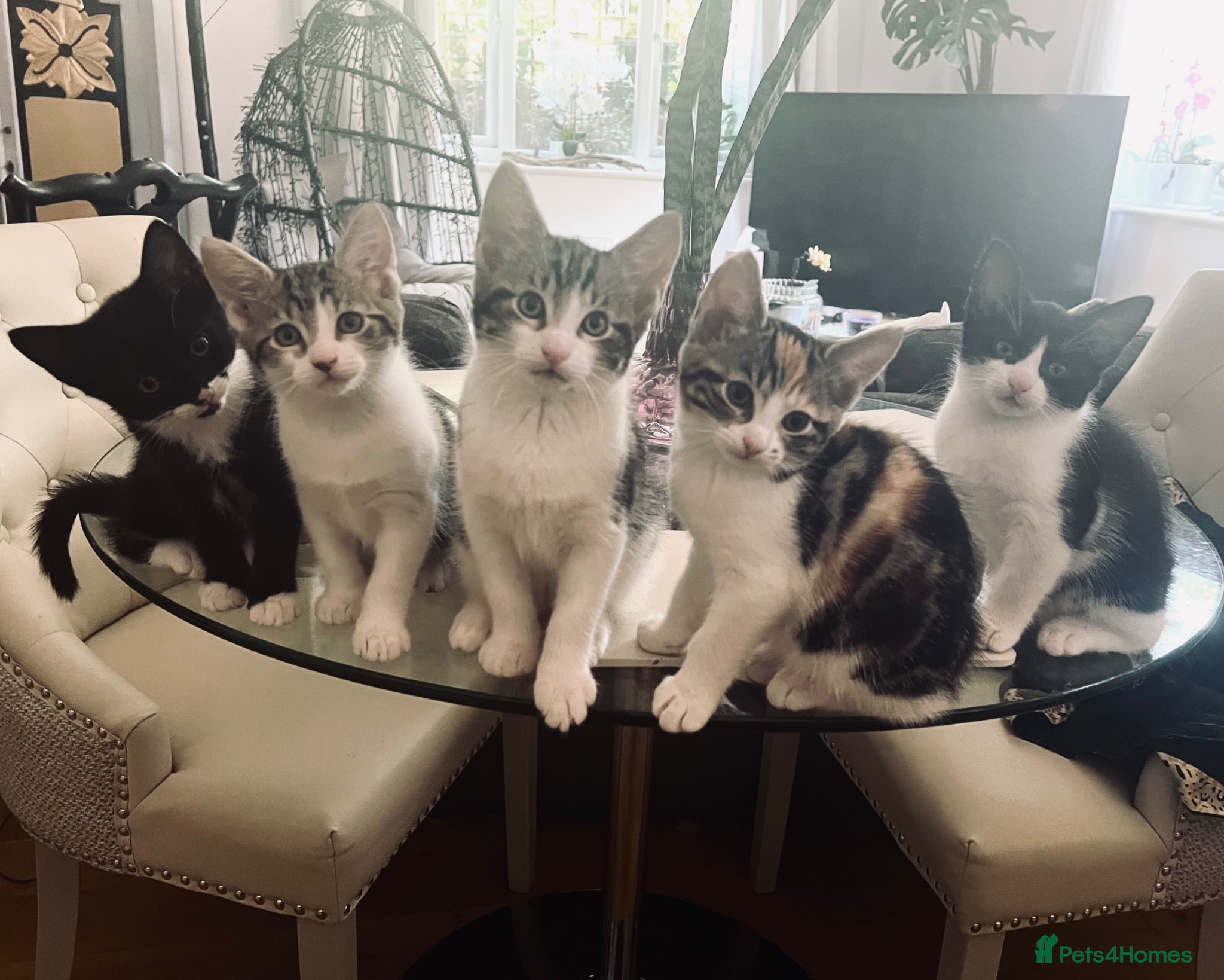 Mixed Breed cats Kittens has been finished their nursery  - Advert 2