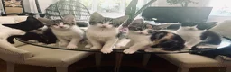 Mixed Breed cats for sale: Kittens has been finished their nursery  - Advert 1
