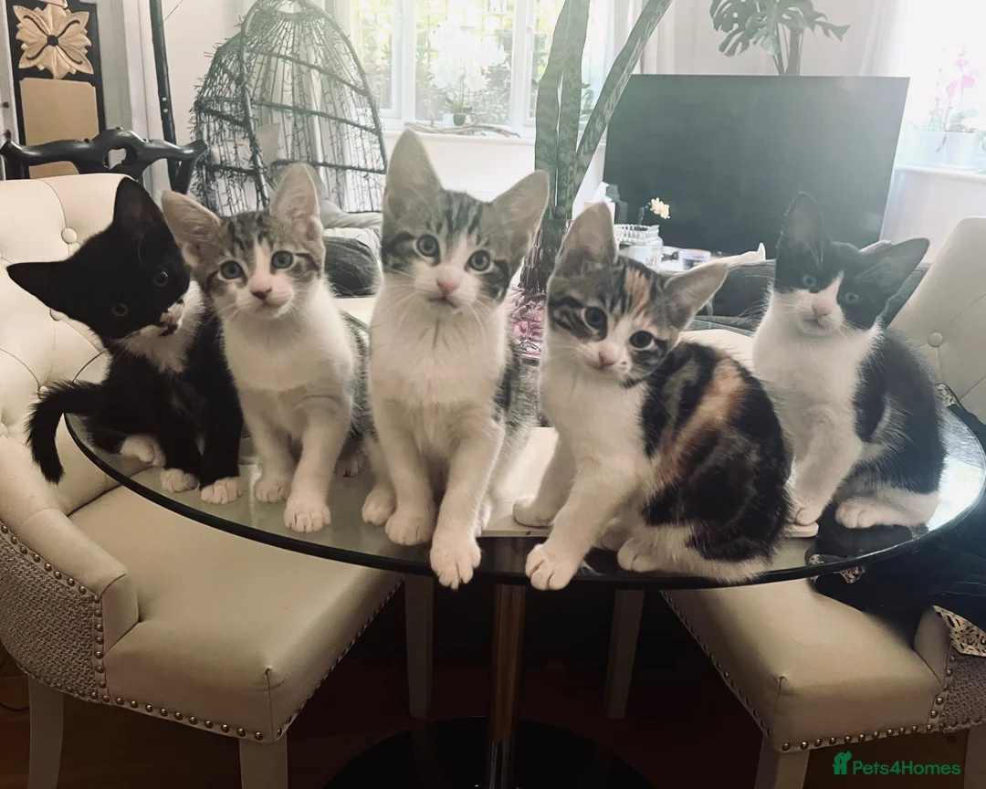 Mixed Breed cats for sale: Kittens has been finished their nursery  - Advert 1