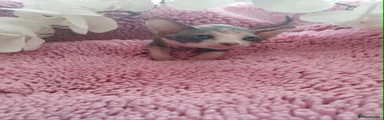 Sphynx Kitten 3