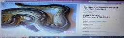 Python Snake reptiles for sale: CB14 female cinnamon pastel butter ball python in Westbury - Advert 6