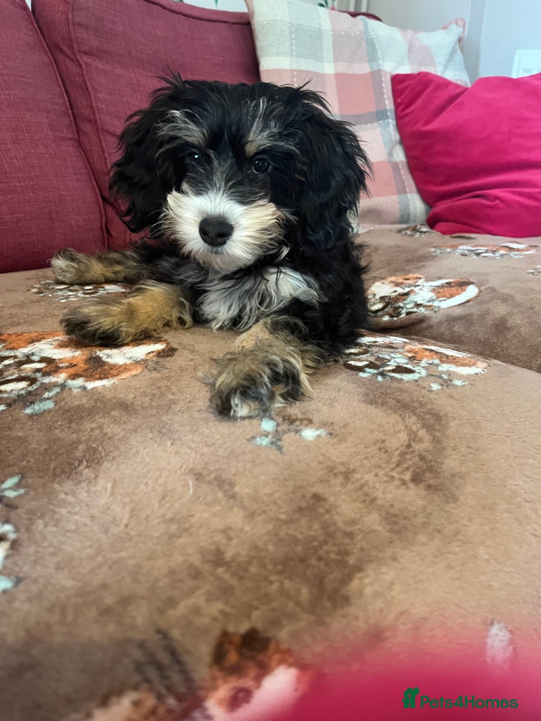 Cockapoo dogs for sale: Beautiful Cockapoo - Image 4