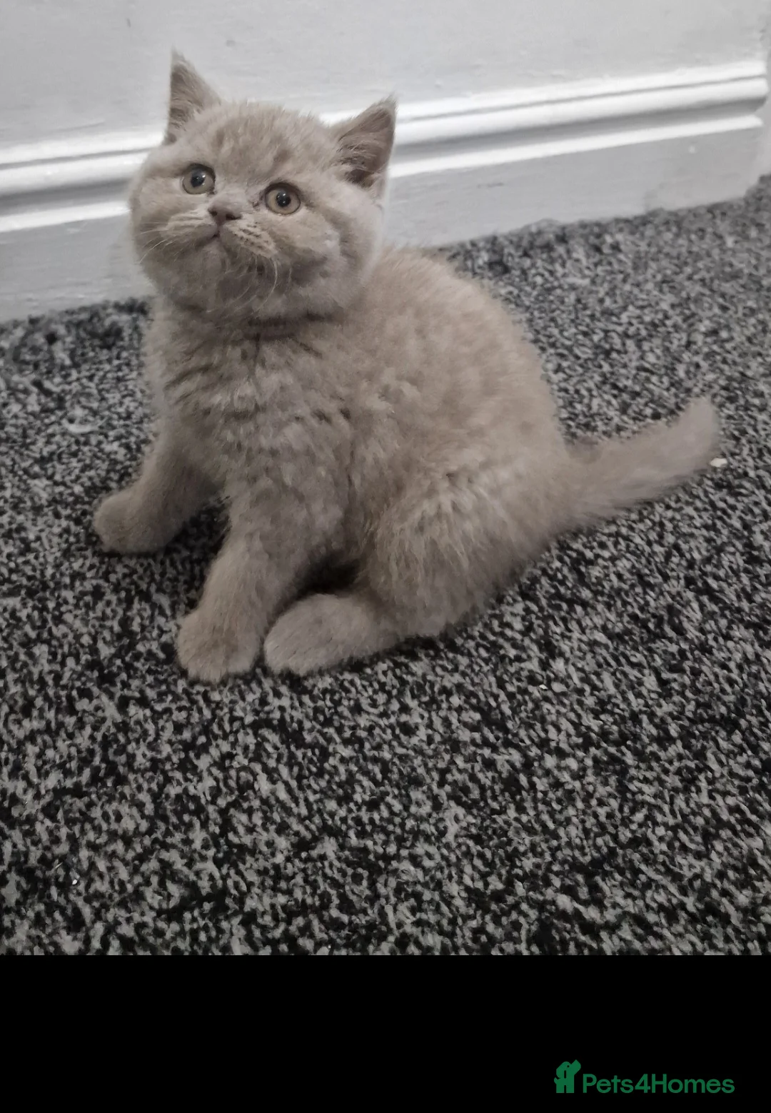 British Shorthair cats for sale: LAST ONE! Male Lilac British Shorthair For Sale! - Advert 2