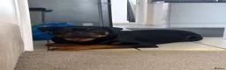 Rottweiler dogs for sale: Ronnie  - Advert 3