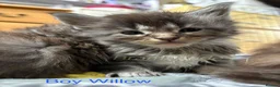 Maine Coon cats for sale: Gccf registered Maine coon kittens - Advert 7