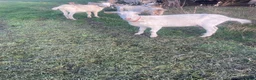 Goats livestock for sale: Goats - Advert 38