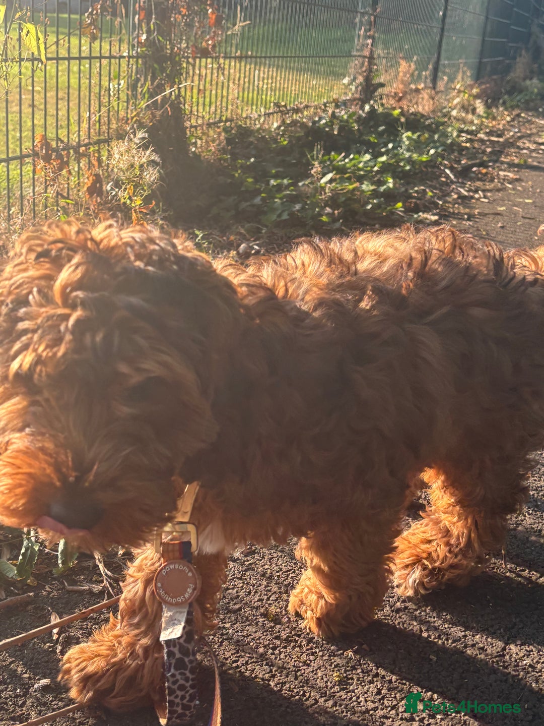 Cockapoo dogs for sale: Cockapoo puppy *REDUCED* - Image 7