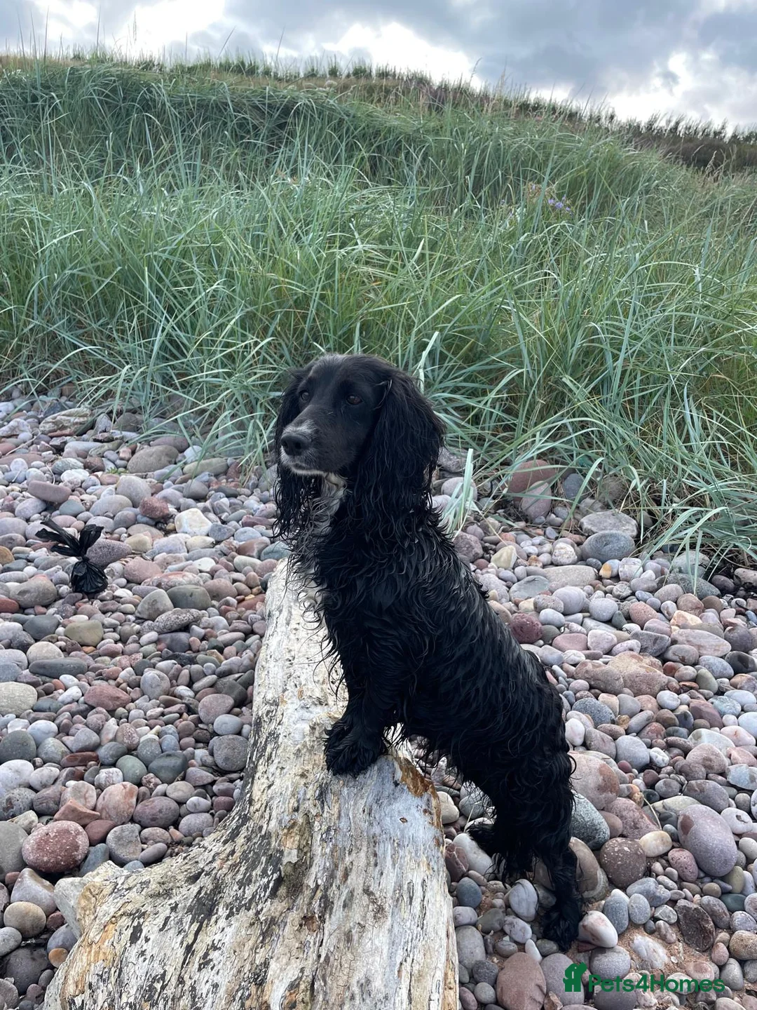 Cocker Spaniel dogs for sale: Cocker spaniel pups for sale  in Carnoustie - Advert 1