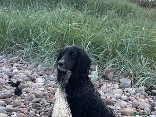 Cocker Spaniel dogs Cocker spaniel pups for sale - Advert 6