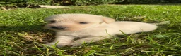 Jack Russell dogs for sale: Gorgeous Rough Coated Jack Russell Puppies in Boston - Advert 18
