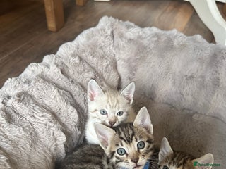 Bengal cats - Advert 13