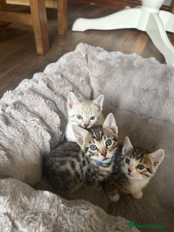 Bengal cats - Advert 2