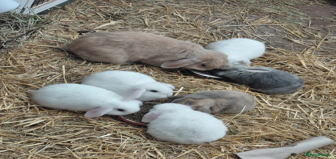 Gallery Image {{count}}