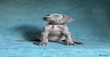 Weimaraner dogs - Advert 14