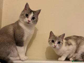 British Shorthair cats - Advert 24