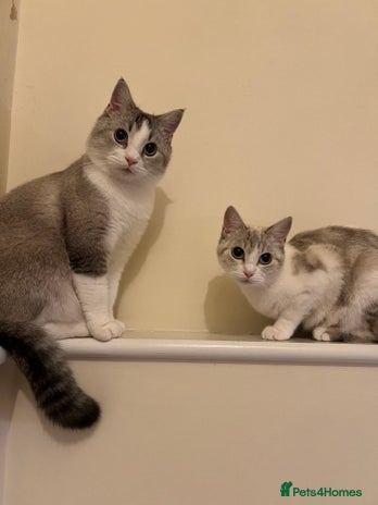 British Shorthair cats - Advert 2