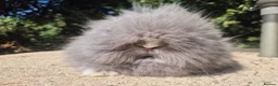 Angora rabbits for sale: ❤️STUNNING TEDDYDWERG BABIES- IMPORTED PARENTS ❤️ - Advert 8