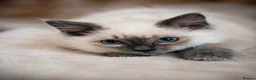 Ragdoll cats for sale: Ready now!Fully pedigree blue point kittens  - Advert 6