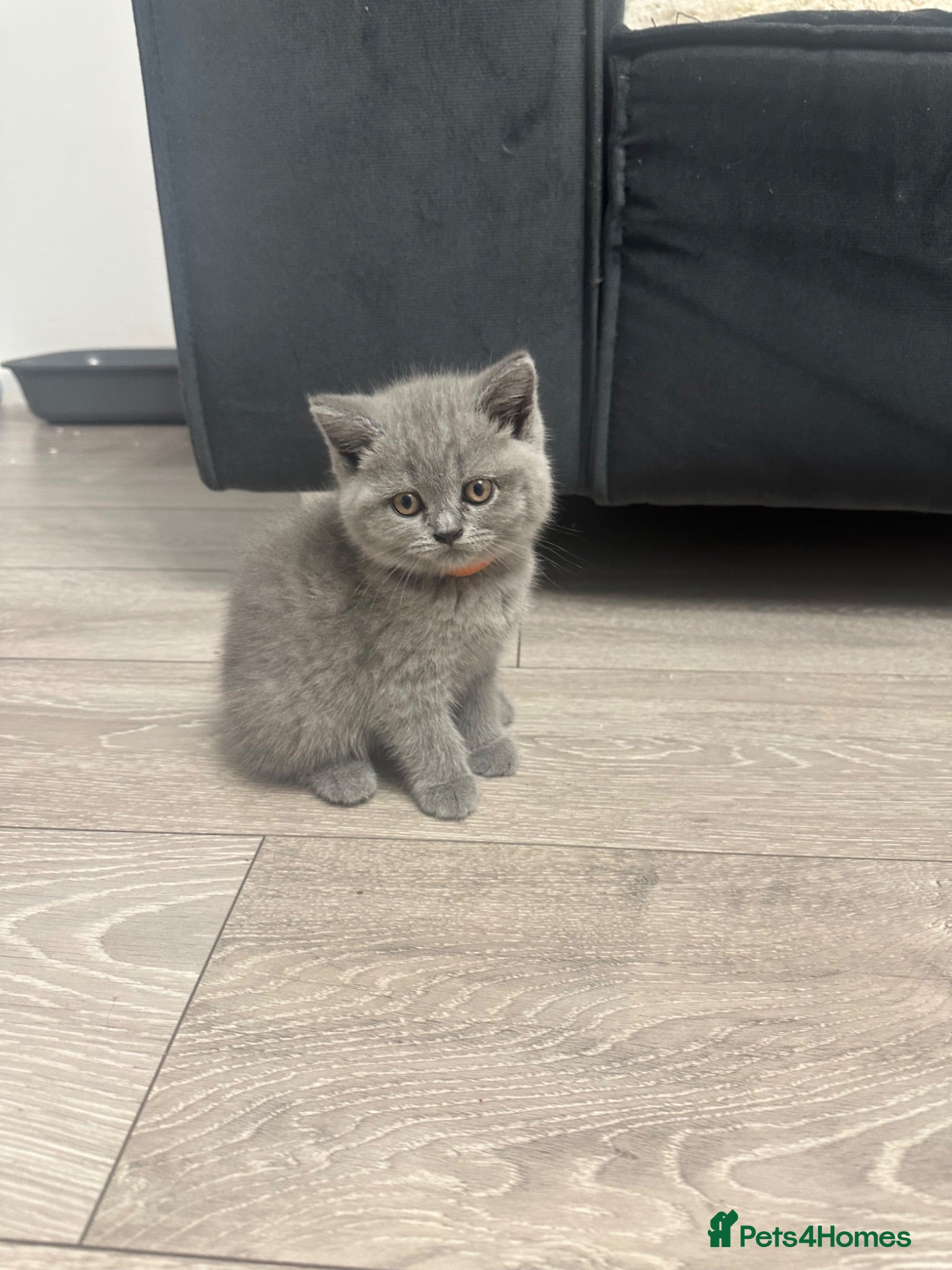 British Shorthair cats Bsh kittens blue ready to leave Sunday 12 July  - Advert 4