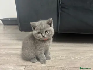 British Shorthair cats Bsh kittens blue ready to leave Sunday 12 July - Advert 4