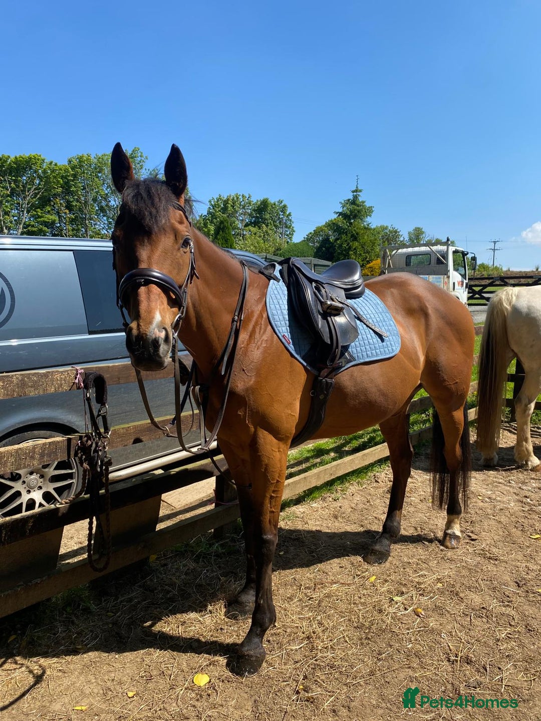 English Thoroughbred horses for sale: 15.2 hh, 11 year old thoroughbred mare  - Advert 1