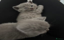 British Shorthair cats for sale: British short hair kittens  - Image 5