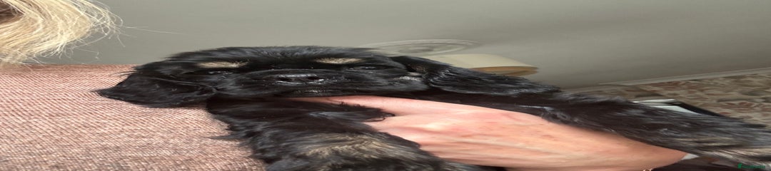 American Cocker Spaniel Puppy 2