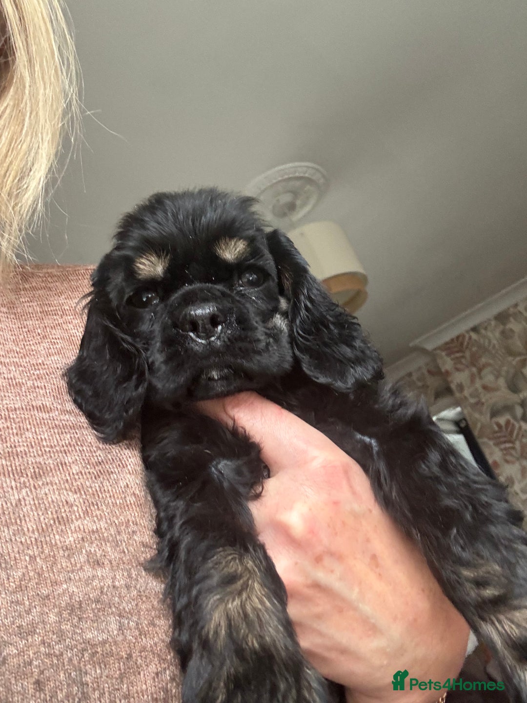 American Cocker Spaniel dogs for sale: KC reg American puppies - Advert 7