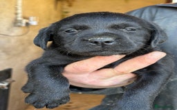 Labrador Retriever dogs for sale: Gorgeous Labrador puppies northern ireland - Image 3
